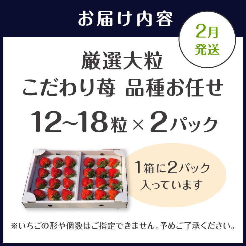 厳選大粒 こだわり苺 品種お任せ12～18粒×2パック(2月発送) ( いちご 苺 イチゴ 紅ほっぺ かおり野 さがほのか 恋みのり 果物 フルーツ )【B6-041-02M】