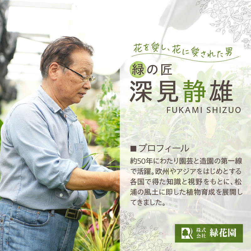 緑の匠が選んだ観葉植物 素敵な空間づくりに アナナス3種セット( 観葉植物 アナナス ツマベニアナナス キョウト ビルベルギアインテリア 植物 贈り物 送料無料 )【B8-029】