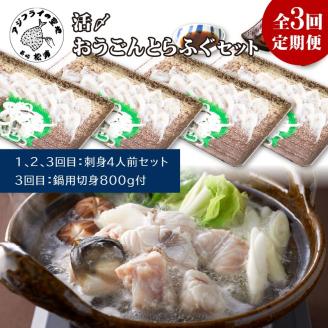 【全3回定期便】活〆おうごんとらふぐ刺身4人前セット　3回目鍋用切身800g付【K08-002】