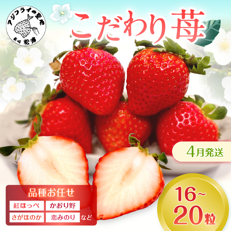 こだわり苺 品種お任せ小箱8粒～10粒×2パック(4月発送)( いちご 苺 イチゴ 紅ほっぺ かおり野 さがほのか 恋みのり 果物 フルーツ )【B0-236-04M】