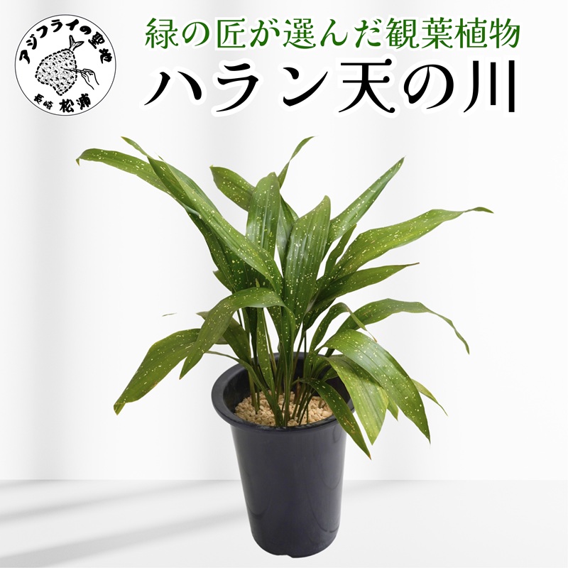 緑の匠が選んだ観葉植物 素敵な空間づくりに ハラン天の川( 観葉植物 ハラン天の川 インテリア 植物 贈り物 送料無料 )【B2-176】