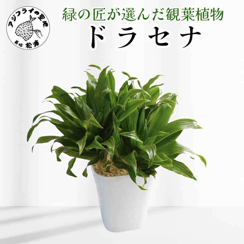 緑の匠が選んだ観葉植物 素敵な空間づくりに ドラセナ(観葉植物 ドラセナ インテリア 植物 贈り物 送料無料)【B3-068】