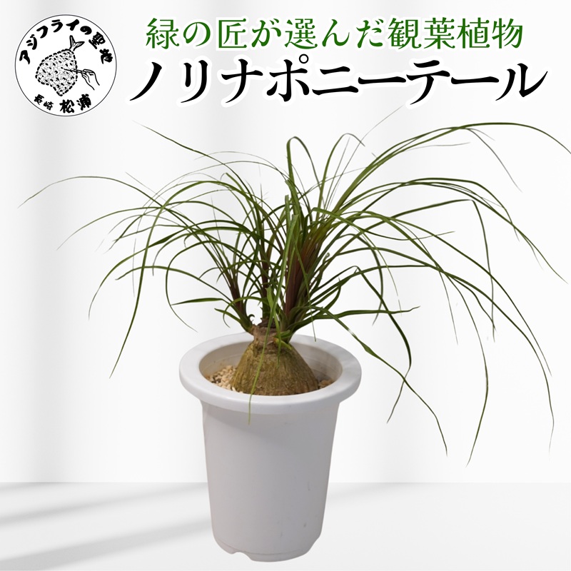緑の匠が選んだ観葉植物 素敵な空間づくりに ノリナポニーテール( 観葉植物 ノリナポニーテール インテリア 植物 贈り物 送料無料 )【B3-069】