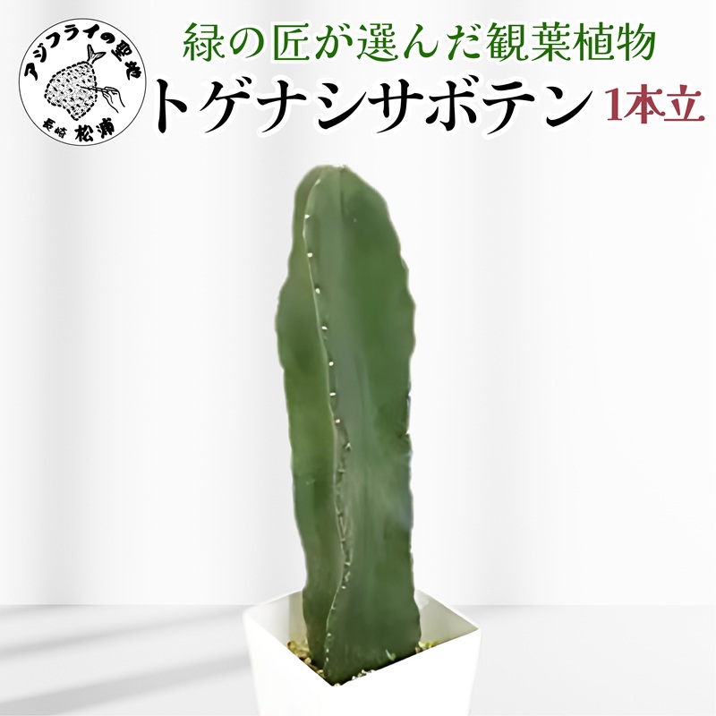 緑の匠が選んだ観葉植物 素敵な空間づくりに トゲナシサボテン 1本立( トゲナシサボテン 観葉植物 インテリア 植物 新築祝い 贈り物 開店祝い 引っ越し祝い 送料無料 )【B8-032】