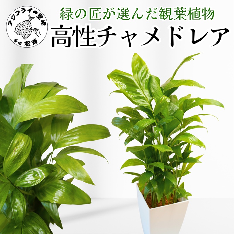 緑の匠が選んだ観葉植物 素敵な空間づくりに 高性チャメドレア( チャメドレア 観葉植物 インテリア 植物 新築祝い 贈り物 開店祝い 引っ越し祝い 送料無料 )【B8-033】