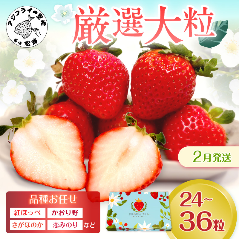 厳選大粒 こだわり苺 品種お任せ12～18粒×2パック(2月発送) ( いちご 苺 イチゴ 紅ほっぺ かおり野 さがほのか 恋みのり 果物 フルーツ )【B6-041-02M】
