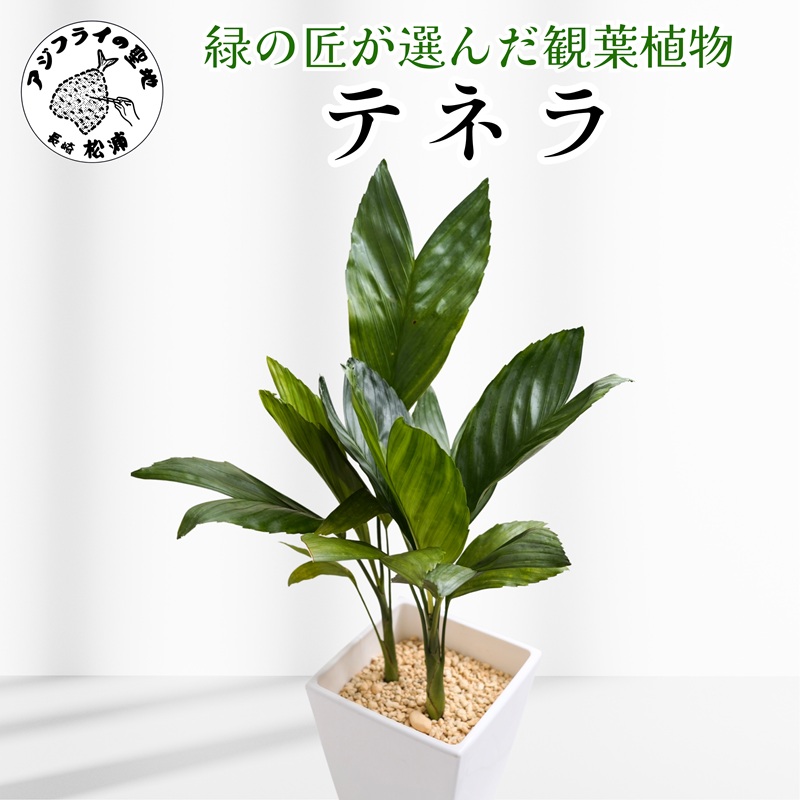 緑の匠が選んだ観葉植物 素敵な空間づくりに テネラ( 観葉植物 テネラ テネラヤシ 植物 贈り物 送料無料 )【B6-037】