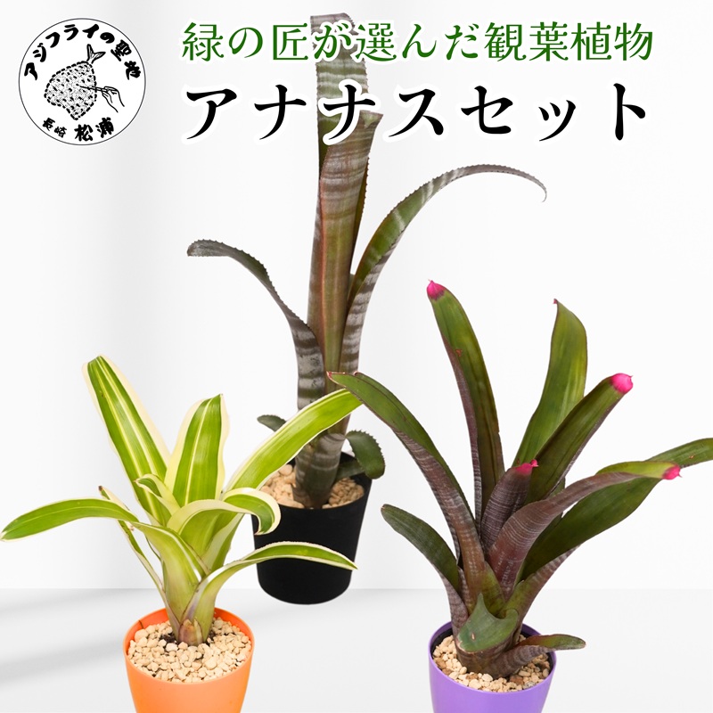 緑の匠が選んだ観葉植物 素敵な空間づくりに アナナス3種セット( 観葉植物 アナナス ツマベニアナナス キョウト ビルベルギアインテリア 植物 贈り物 送料無料 )【B8-029】