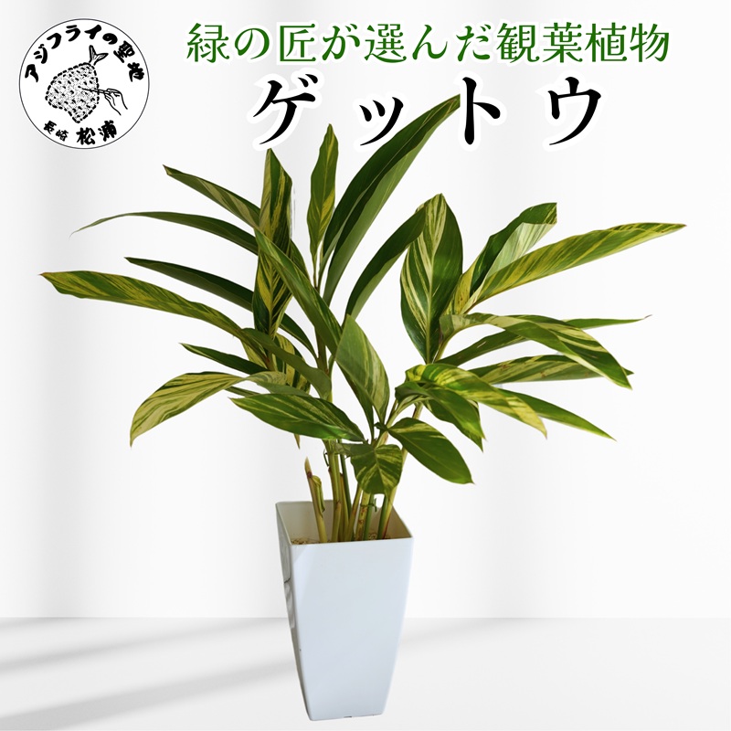 緑の匠が選んだ観葉植物 素敵な空間づくりに ゲットウ( 観葉植物 ゲットウ 月桃 植物 贈り物 送料無料 )【B9-019】