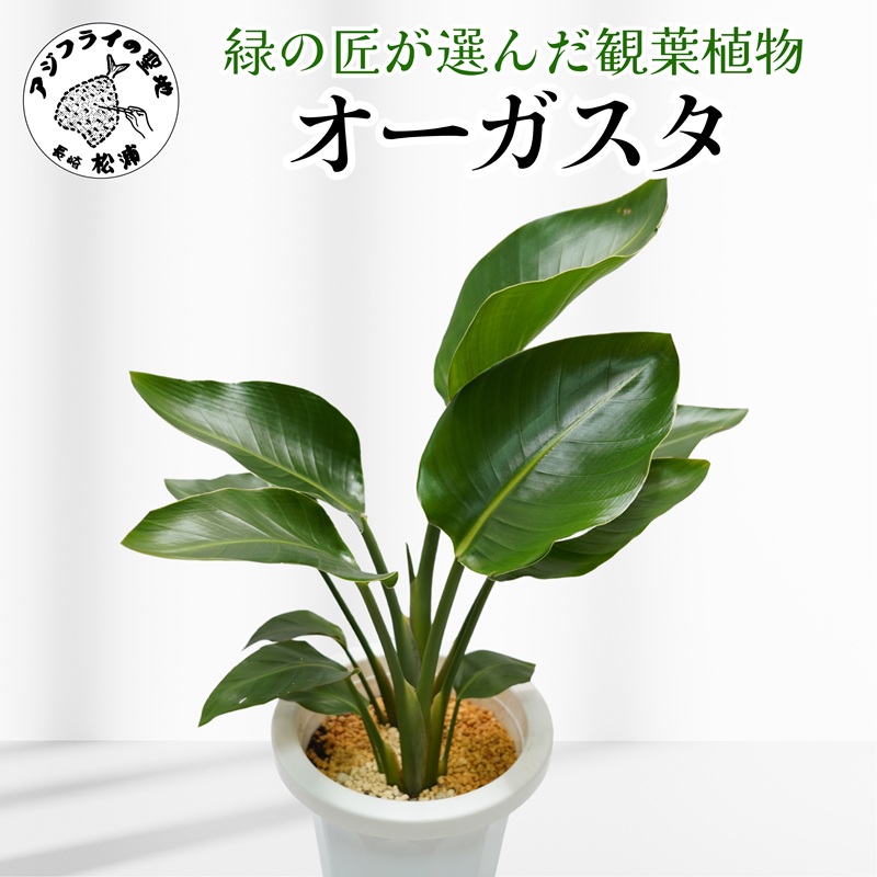 緑の匠が選んだ観葉植物 素敵な空間づくりに オーガスタ( オーガスタ 観葉植物 インテリア 植物 新築祝い 贈り物 開店祝い 引っ越し祝い 送料無料 )【C2-044】