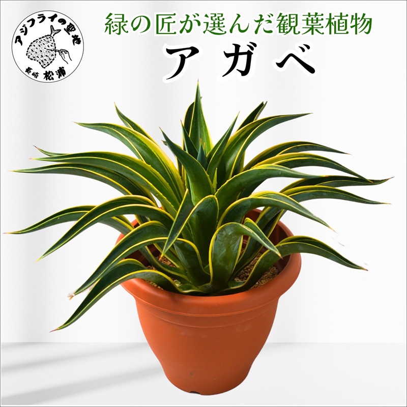 緑の匠が選んだ観葉植物 素敵な空間づくりに アガべ( 観葉植物 アガべ インテリア 植物 新築祝い 贈り物 送料無料 )【C0-069】
