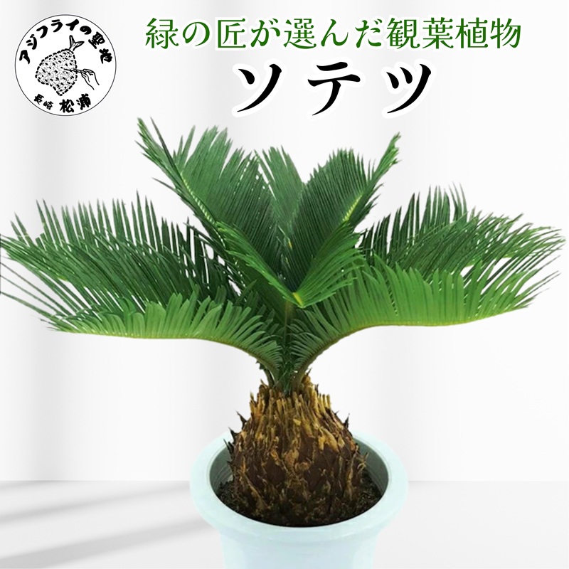 緑の匠が選んだ観葉植物 素敵な空間づくりに ソテツ( ソテツ 観葉植物 インテリア 植物 新築祝い 贈り物 開店祝い 引っ越し祝い 送料無料 )【C4-024】