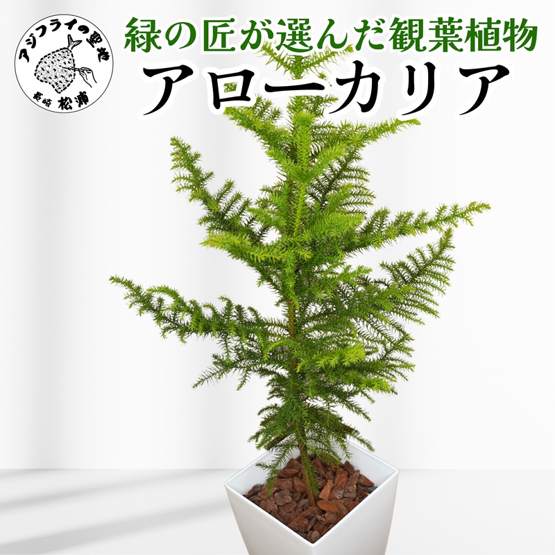 緑の匠が選んだ観葉植物 素敵な空間づくりに アローカリア ( アローカリア 観葉植物 インテリア 植物 新築祝い 贈り物 開店祝い 引っ越し祝い 送料無料 )【D2-012】