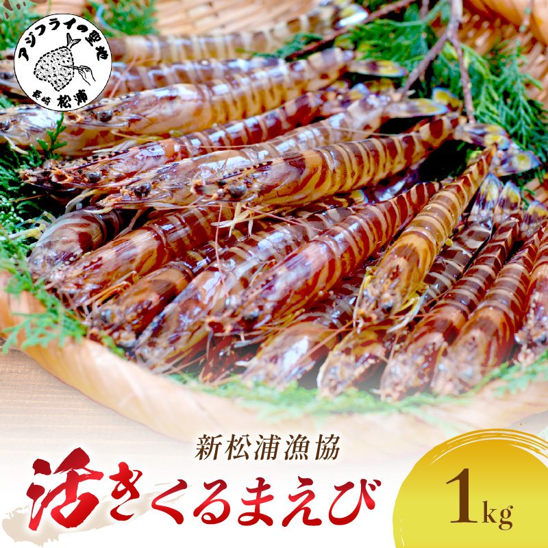 【宅配BOX不可】新松浦漁協　活きくるまえび1kg( ふるさと納税 車海老 クルマエビ 車エビ 車えび くるまえび 海老 エビ えび 海鮮 送料無料 活き車えび )【D4-012】