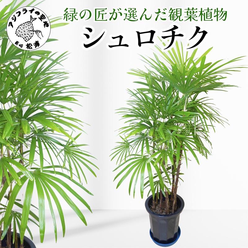 緑の匠が選んだ観葉植物 素敵な空間づくりに シュロチク( シュロチク 観葉植物 インテリア 植物 新築祝い 贈り物 開店祝い 引っ越し祝い 送料無料 )【E7-004】