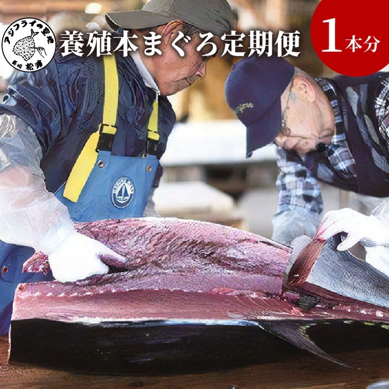 鷹島産本まぐろ定期便（1本分）【T00-001】