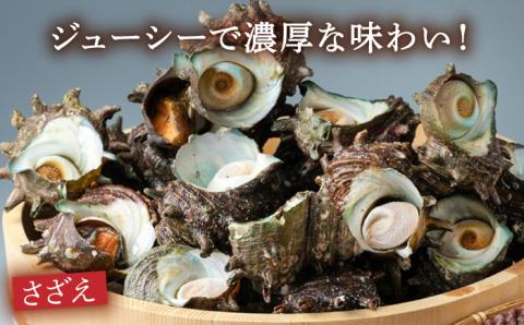 対馬 さざえ ヒオウギ貝 セット 計2kg [WAD003]