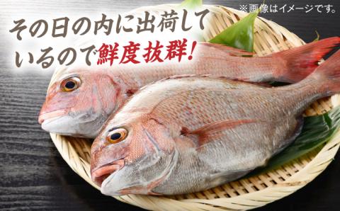 対馬マダイ３枚卸 [WAD005]