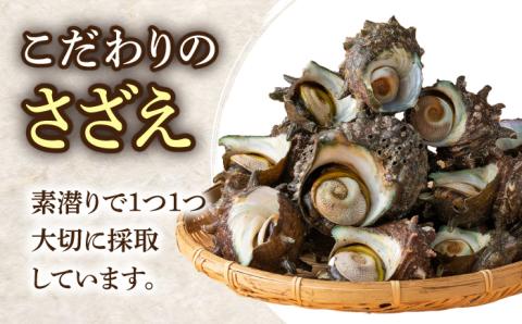 荒磯 さざえ 2.5 kg [WAD006]