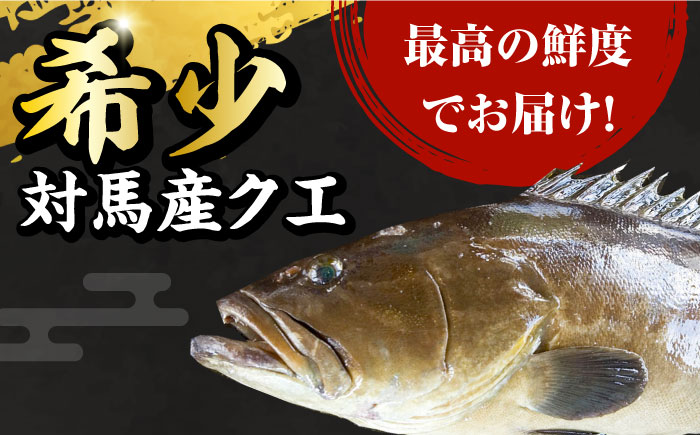 【迷ったらコレ！】対馬産 幻の高級魚 クエ 2kg《対馬市》【保家商事】 刺身 鍋 クエ鍋 海鮮 鮮魚 しゃぶしゃぶ [WAA003]