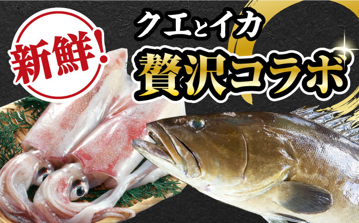 【12/25入金分まで年内発送】【 対馬産 】 クエ 鍋 セット・ 剣先 イカ 詰め合わせ セット《対馬市》【石川水産】 水炊き 鮮度抜群 海鮮 [WAB005]