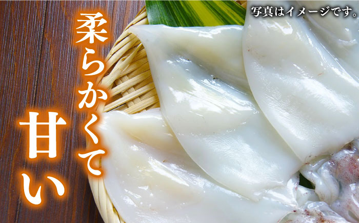 【全12回定期便】対馬産 剣先いか 生 干し【対馬地域商社】《対馬市》剣先イカ 甘い 冷凍 新鮮 海鮮 一夜干し おつまみ 海の幸 [WAC044]