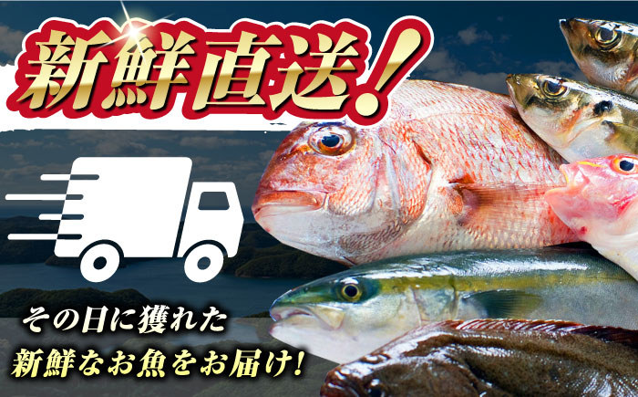 【期間限定！】対馬産 鮮魚 詰め合わせ 5種前後 4.0ｋｇ《対馬市》【対海】新鮮 天然 直送 冷蔵 セット [WAH022]