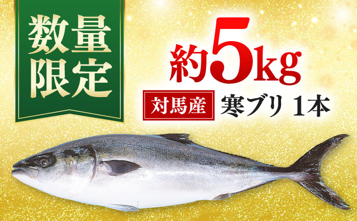 【年末に指定でお届け！】対馬産 寒ブリ 5kg前後 1本 ≪対馬市≫【うえはら株式会社】 産地直送 冷蔵 冷蔵配送 ブリ ぶり 鰤 海鮮 長崎 対馬 国産 鮮魚 [WAI096]