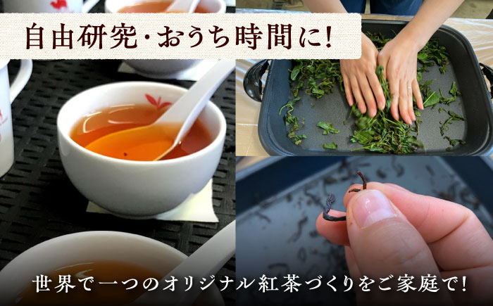 おうちで 紅茶 づくり 体験キット（Webショップで使えるクーポン付）《対馬市》【つしま大石農園】 国産 ティー [WBE010]