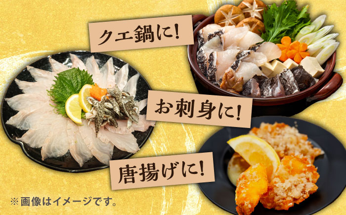 対馬産クエ 丸ごと1匹！2.8kg以上！《対馬市》【エムズスタイル】直送 新鮮 マルモン 刺身 しゃぶしゃぶ 鍋 くえ アラ 高級魚 お祝い [WCN006]