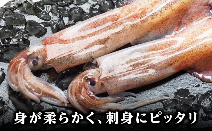 対馬産 ヤリイカ 刺身用 6杯《対馬市》【対馬新鮮組】 冷凍配送 小分け いか 新鮮 海鮮 冷凍配送  [WCS003]