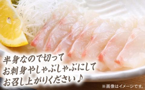 対馬マダイ３枚卸 [WAD005]