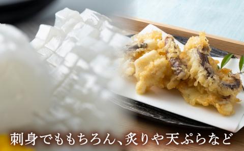 アオリイカ刺身用 《対馬市》【海風商事】 [WAD008]