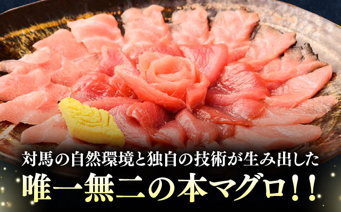 【全3回定期便】対馬産 本マグロ 500g（赤身300g、中トロ200g） ≪対馬市≫【桐谷商店】 トロの華 対馬 新鮮 マグロ トロ 鮪 刺身 鮮度抜群 [WAQ044]