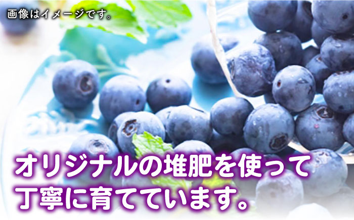 対馬産 朝採れ ブル－ベリ－ ( 青果 ) 1.2kg 《対馬市》【さほの里ファーム】島 フルーツ 果物 生食 新鮮 朝食 [WBG005]