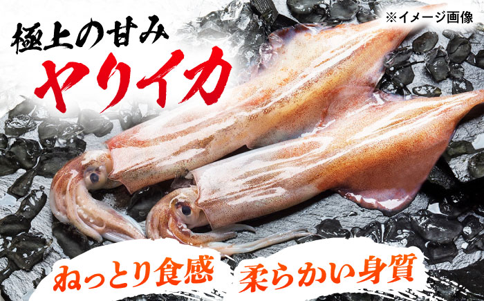 イカ三昧セット 《対馬市》【いか吉工房】 いか イカ ヤリイカ スルメイカ 刺身 一夜干し 海鮮 [WBO002]