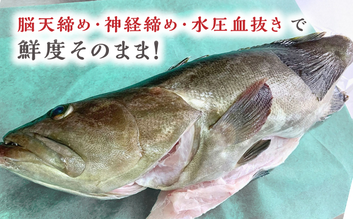 対馬産クエ 丸ごと1匹！1.8kg以上！《対馬市》【エムズスタイル】直送 新鮮 マルモン 刺身 しゃぶしゃぶ 鍋 くえ アラ 高級魚 お祝い [WCN001]