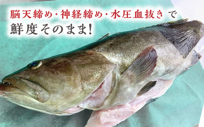 対馬産クエ 丸ごと1匹！2.8kg以上！《対馬市》【エムズスタイル】直送 新鮮 マルモン 刺身 しゃぶしゃぶ 鍋 くえ アラ 高級魚 お祝い [WCN006]