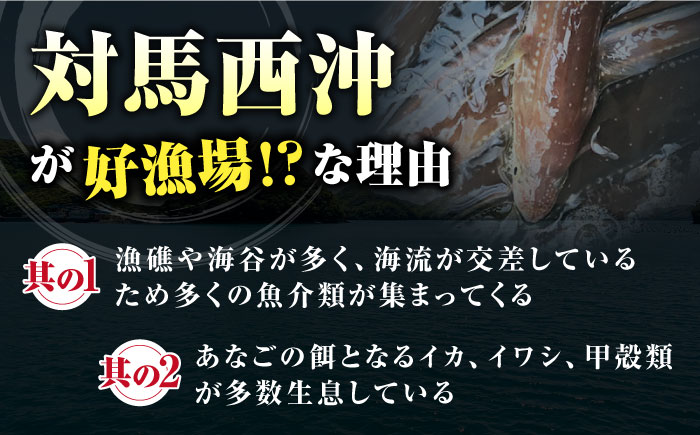 対馬産 天然あなごの開き500g×2《対馬市》【すし処慎一】国産 肉厚 穴子 アナゴ 新鮮 冷凍 白焼き 天ぷら   [WCO002]