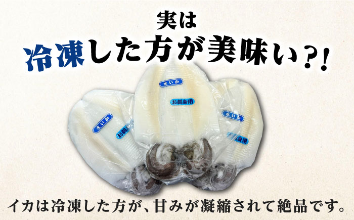 イカの王様！ アオリイカ 刺身用 約1?s（2～3枚入） 《対馬市》【対馬新鮮組】 高級 肉厚 水いか 新鮮 海鮮 冷凍配送 [WCS004]
