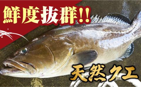 【 対馬産 】 最高級 クエ 鍋 セット （ 2～3人前 ） 《対馬市》【石川水産】 水炊き 鮮度抜群 海鮮 [WAB007]