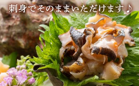 荒磯 さざえ 2.5 kg [WAD006]