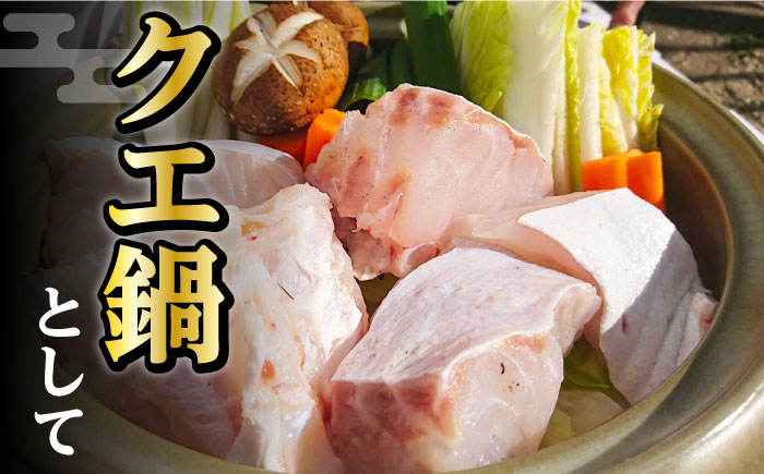 【迷ったらコレ！】対馬産 幻の高級魚 クエ 2kg《対馬市》【保家商事】 刺身 鍋 クエ鍋 海鮮 鮮魚 しゃぶしゃぶ [WAA003]