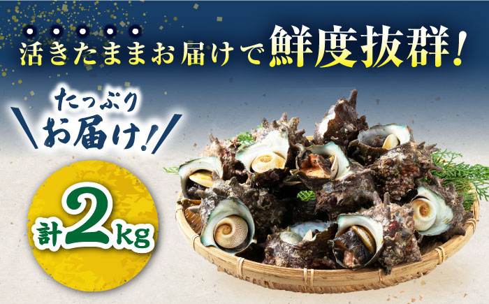 対馬産 活サザエ 2kg《対馬市》【保家商事】 サザエ さざえ 貝 BBQ 海鮮 魚貝 海産物 [WAA015]