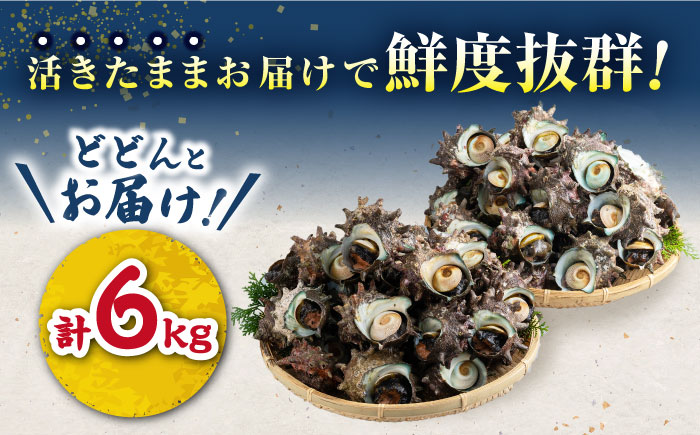 対馬産 活サザエ 6kg《対馬市》【保家商事】 サザエ さざえ 貝 BBQ 海鮮 魚貝 海産物 [WAA016]