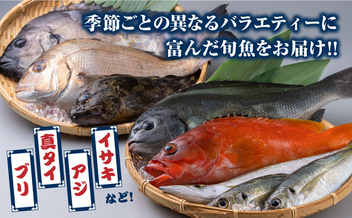 対馬 活〆 島魚セット 2.5～3kg《対馬市》【対馬地域商社】 [WAC004]新鮮 鮮度 直送 冷蔵 鮮魚 刺身 海鮮 魚介 鯛めし 煮付け 魚 ぶり まぐろ 刺し身 定置網 おかず 一品 味噌汁 塩焼き 九州 長崎 鮮魚 鮪 マグロ