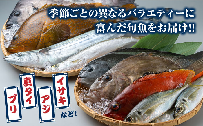 対馬 活〆 島魚セット 3.5～4kg《対馬市》【対馬地域商社】九州 長崎 鮮魚 [WAC007]新鮮 鮮度 直送 冷蔵 鮮魚 刺身 海鮮 魚介 鯛めし 煮付け 魚 ぶり まぐろ 刺し身 定置網 おかず 一品 味噌汁 塩焼き お祝い 鮪 マグロ