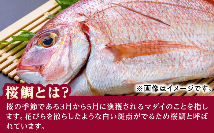 天然 桜鯛 フィーレ 500g 程度 《対馬市》【対馬新鮮組】 下処理済 鯛 真鯛 サクラダイ 新鮮 お祝い 冷凍配送 産地直送 [WCS013]