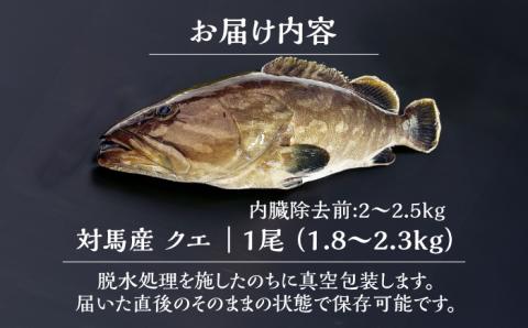 対馬産クエ 丸ごと1匹！1.8kg以上！《対馬市》【エムズスタイル】直送 新鮮 マルモン 刺身 しゃぶしゃぶ 鍋 くえ アラ 高級魚 お祝い [WCN001]