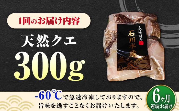 【全6回定期便】 【 対馬産 】 天然 クエ 300g （身のみ）《対馬市》【石川水産】 鍋 水炊き 鮮度抜群 海鮮 [WAB034]